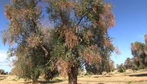 La Comisión Europea ha publicado en su web una sección dedicada a la Xylella fastidiosa.