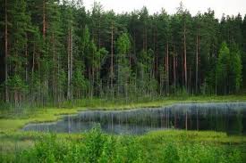 Acuerdo provisional para mitigar el cambio climático a través de una buena gestión de los bosques y tierras de la UE.