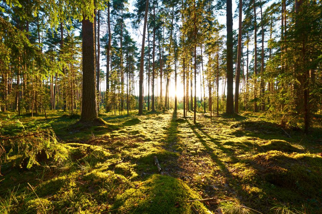 Silvicultura sostenible: el Parlamento apuesta por luchar contra la deforestación