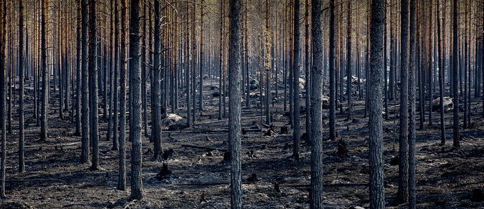 Informe de la Comisión sobre los incendios forestales: el cambio climático es más perceptible cada año