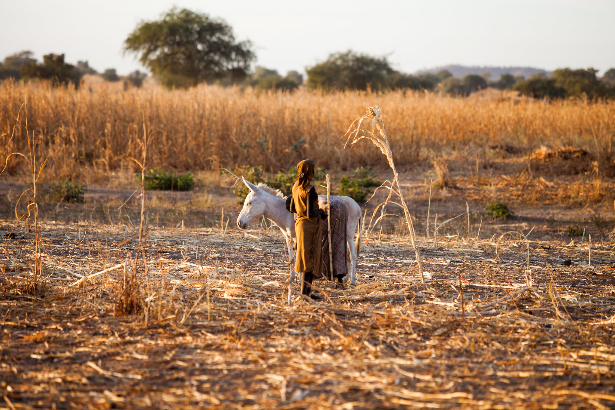 Crisis alimentaria: la UE toma medidas para prestar ayuda a las regiones africanas del Sahel y del lago Chad