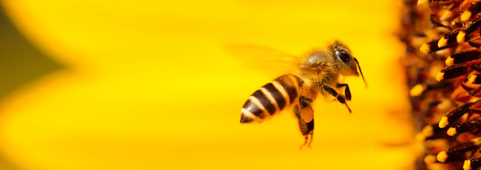 «¡Salvemos a las abejas y a los agricultores!»: un millón de firmas de una Iniciativa Ciudadana Europea pide a los colegisladores de la UE que sigan siendo ambiciosos en materia de medio ambiente