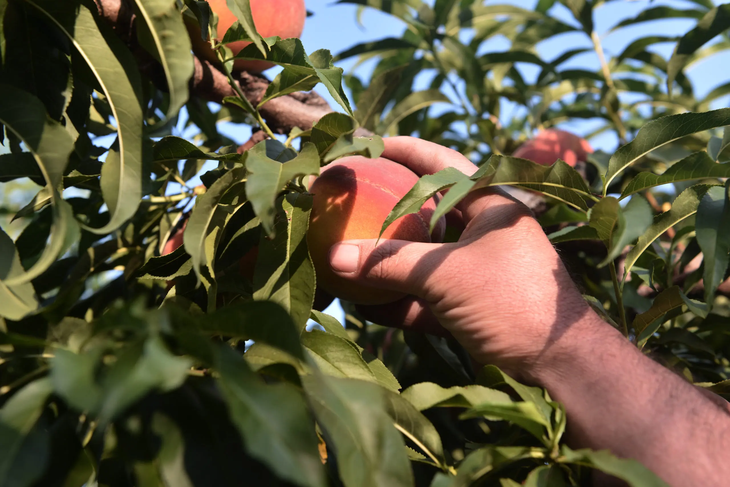 Agricultura: la Comisión aprueba el «Melocotón de Cieza» de España como nueva indicación geográfica