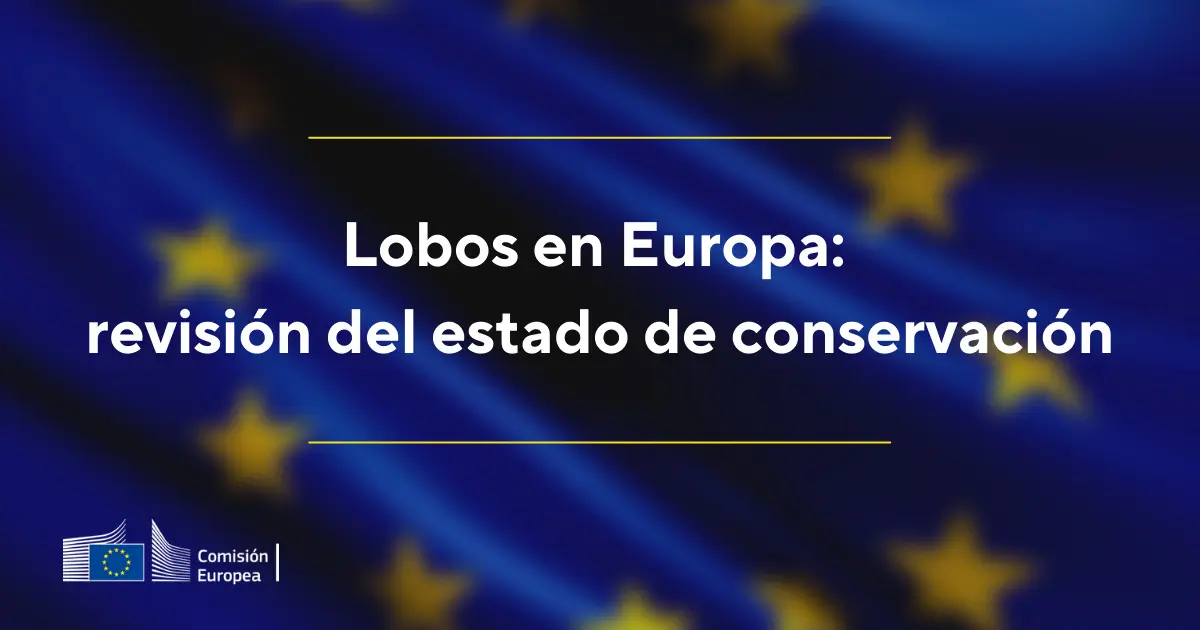 Lobos en Europa: la Comisión insta a las autoridades locales a que hagan pleno uso de las excepciones existentes y recopilen datos para la revisión del estado de conservación