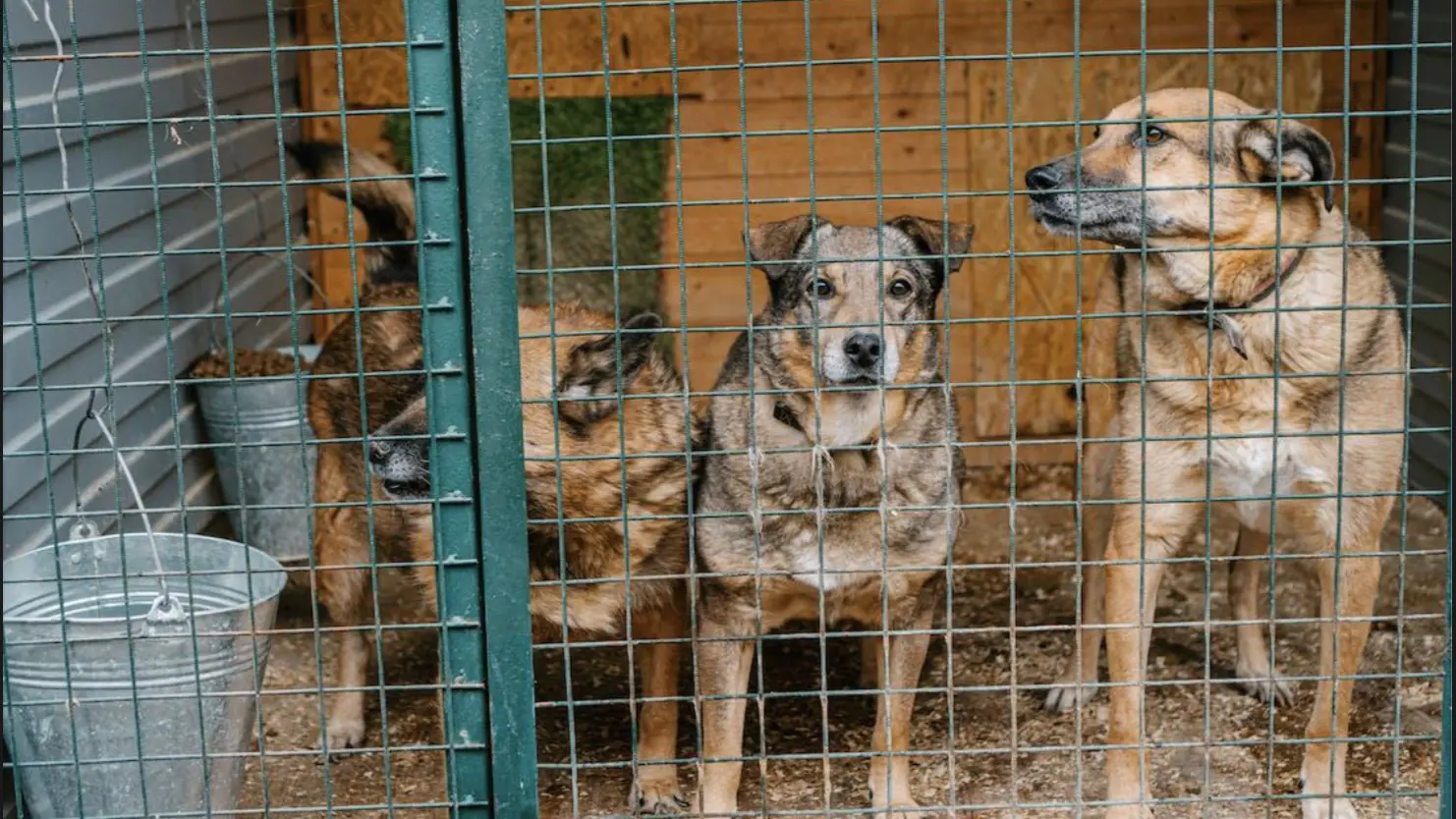 El Eurobarómetro muestra lo importante que es para los europeos el bienestar animal