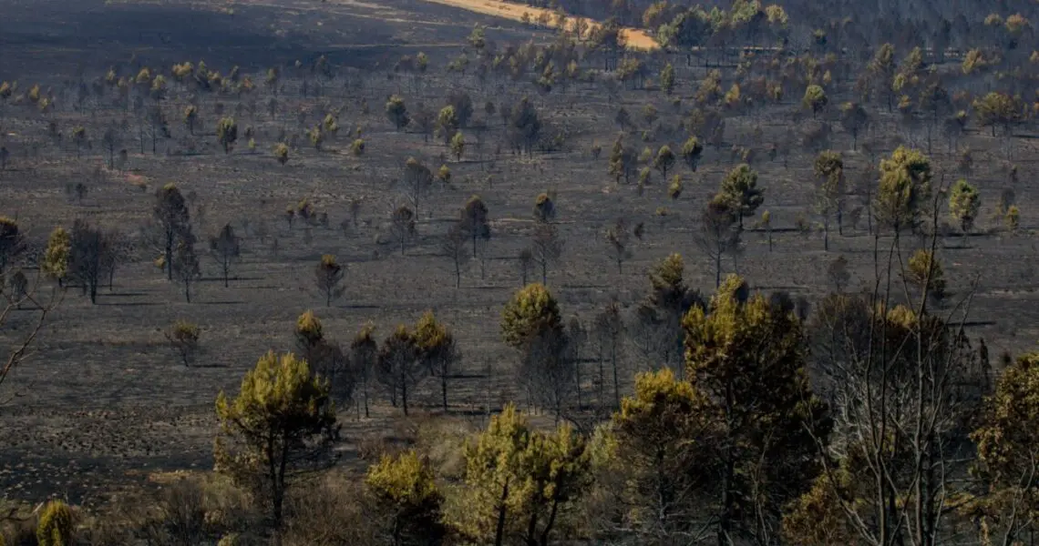 Aviso de un clima cambiante: 2022 fue el segundo peor año en cuanto a incendios forestales