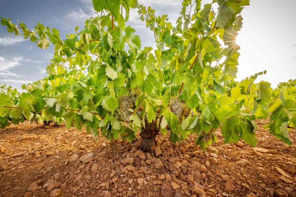 El vino «Campo de Calatrava», originario de España, se añade al Registro de Denominaciones de Origen Protegidas (DOP)