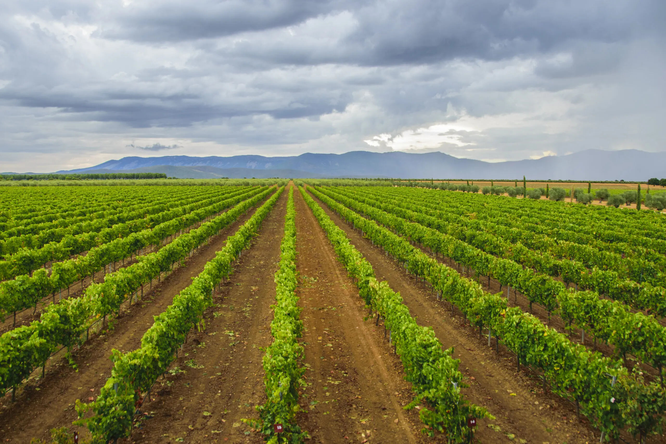 El vino español «Rosalejo» se añade al Registro de Denominaciones de Origen Protegidas (DOP)