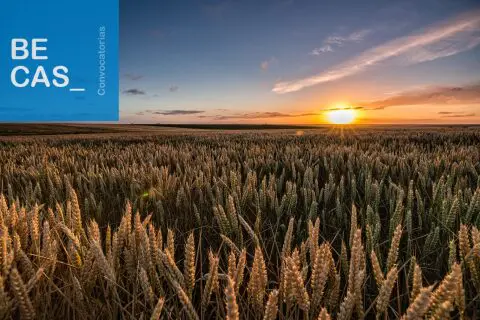 Becas de formación práctica sobre política agrícola común y su financiación