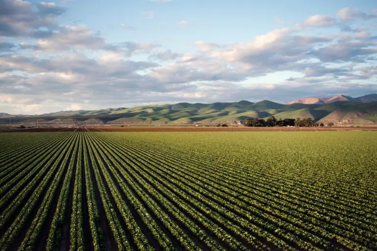 La Comisión lanza la convocatoria para el Observatorio de la Cadena Agroalimentaria de la UE