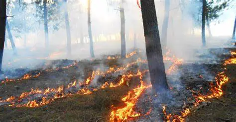  La UE impulsa la preparación para hacer frente a la temporada de incendios forestales de 2024