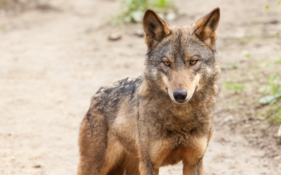 La propuesta de la UE para adaptar el estatuto de protección del lobo ha sido adoptada en virtud del Convenio de Berna, allanando el camino para una mayor flexibilidad en la gestión de las poblaciones.