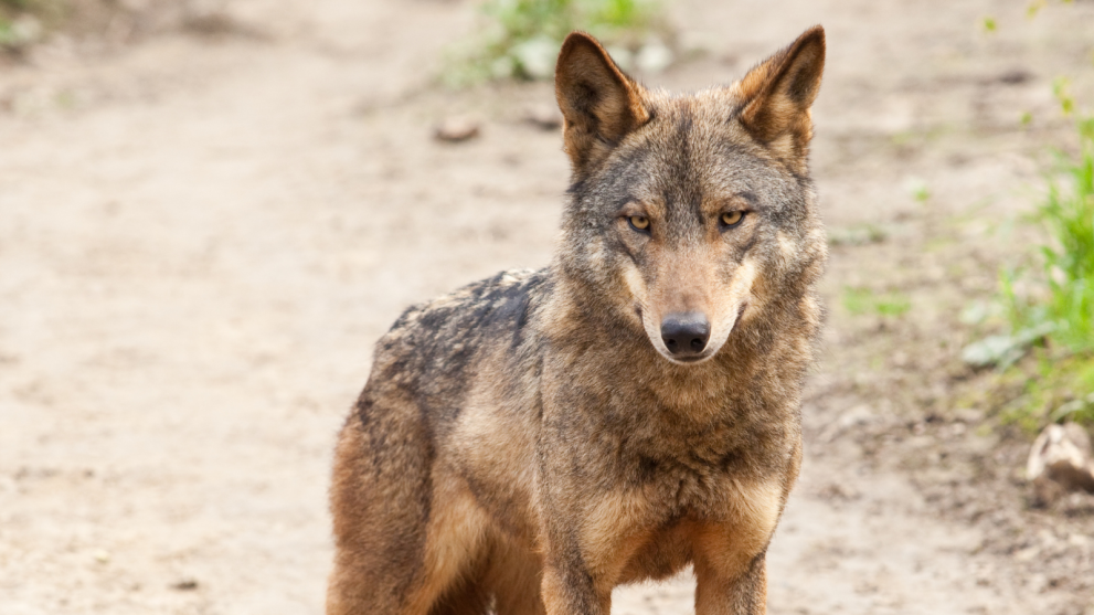 La propuesta de la UE para adaptar el estatuto de protección del lobo ha sido adoptada en virtud del Convenio de Berna, allanando el camino para una mayor flexibilidad en la gestión de las poblaciones.