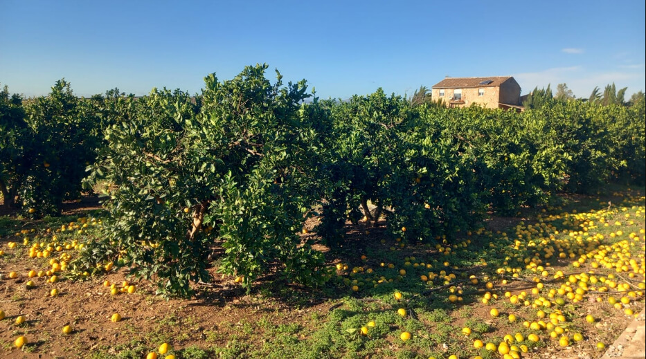 La Comisión asigna 68 millones de euros en concepto de ayuda de emergencia a los agricultores de España